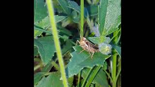 LEOPARD SKIN og GRASSHOPPER-2nd. #leopard #skin #grasshopper #insect #insecthabitat #insectbehavior