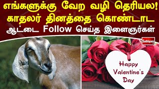 எங்களுக்கு வேற வழி தெரியல! காதலர் தினத்தை கொண்டாட ஆட்டை Follow செய்த இளைஞர்கள் | SathiyamTV