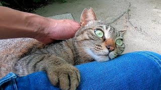 公園のベンチに野良猫が寝ていたので隣に座ってナデナデした