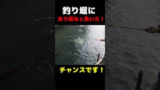 釣り堀に有り得ねぇ巨大魚が居たけど… #Shorts