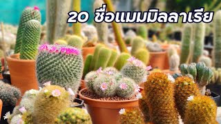 20 Types Beautiful Mammillaria Cactus Names With Pictures l รวม 20 ชื่อแมมมิลลาเรียแคคตัสสุดสวย