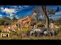 8K African Wildlife: Mana Pools National Park, Zimbabwe - Scenic Wildlife Film With Real Sounds