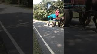 घोड़ा गाड़ी पर 5000 ली तक पानी भी ढ़ोया जाता है/Water Carried in Horse Cart/Tanga/ Sunday/26/09/2021