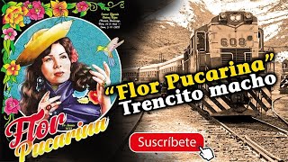 FLOR PUCARINA   TRENCITO MACHO HUANCAVELICANO   LETRAS   QUECHUA