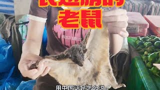 在农场用猎枪打的老鼠，到菜市场不到十分钟就卖了#老挝农村生活