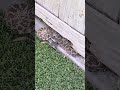 Rattlesnake does his best to evade Snake Wrangler