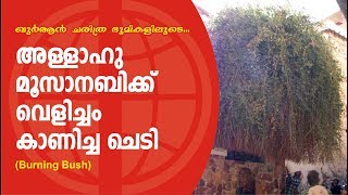 അള്ളാഹു മൂസാനബിക്ക്‌ വെളിച്ചം കാണിച്ച ചെടി[The plant that God spoke.]abdusamed pokotur