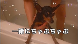 ミニピン親子と一緒にお風呂に入る