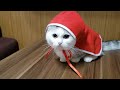 【小猫】　🐱クリスマスイブ🐱　可愛い　コネコ　癒し　仔猫　こねこのいる生活　こねこ日記　二百十五日目