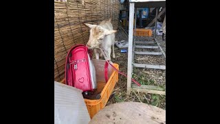 ヤギと飼い主の知恵比べ　脱走癖があるミニヤギ　山羊の山学校