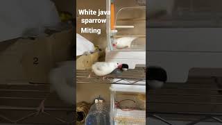 white Java sparrow miting #viral #views #birds #viralvideo #lovebirds #finches 🐥🐥🐥🥰🥰