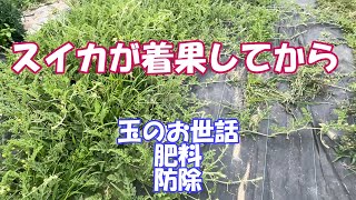 スイカ植えてから50日ぐらいから受粉時期からの～お世話３つです。わき芽処理は着果後放任します。