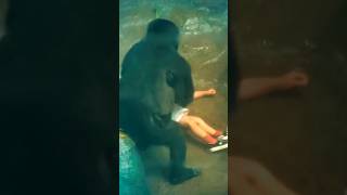 Gorilla's Unexpected Response to Child's Plight! #zoo #animals