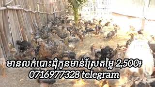 មានលក់បោះដុំសត្វចិញ្ចឹមគ្រប់ប្រភេទ តម្លៃ ២៥០០រៀល 0716977328 telegram