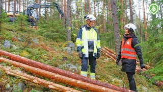 Katseet kotimaan leimikoissa | Metsälehti