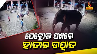 Elephant Creates Havoc In Petrol Pump Of Sambalpur | NandighoshaTV