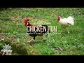 Chicken Run - Jungletorn in Pasir Ris Park