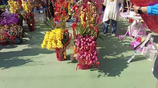 疫情期間，維園年宵花市首日，紅綠燈限人流，檢驗體溫才可進場。年花銷售，年花。維多利亞公園，蘭花