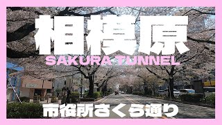 Cherry Blossom Tunnel, Sagamihara City Hall Sakura Street, Chuo Ward, Sagamihara City