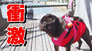 愛犬と海辺でお散歩したら衝撃的なことが起こりました。Something shocking happened while taking a walk with my dog.【パグ、pug】