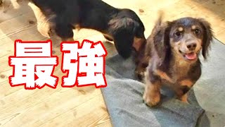 生後4か月のミニチュアダックスが最強だった説　子犬　puppy