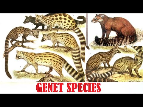 Where can you get a genet?