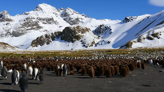 EXPE GEORGIE du sud, antarctique,  en ski de rando et à voile