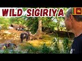 WILDLIFE EVERYWHERE | SIGIRIYA is a Jungle Paradise 🇱🇰