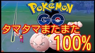 【ポケモンGO】タマタマまたまた100%みーつけた♪【PokemonGO】