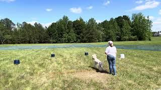 “Diana” demonstrating AKC Fetch “Novice”.