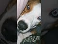 fix ya face dog homepage