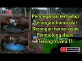 Update insektisida pembunuh hama ulat grayak || arek belitang belajar