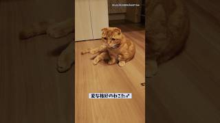 【マンチカン】ヨガのポーズを習得した猫がこちらです 【犬と猫、両方飼ってると毎日かわいい♥】