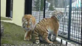 アムールトラのタイガとココアの新居が完成