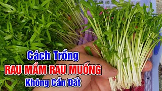 Cách trồng rau mầm rau muống không cần đất