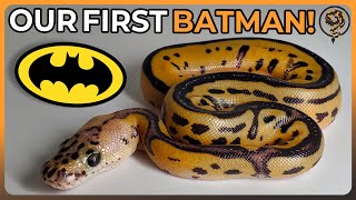 We Hatched our first ever Batman Ball Python!