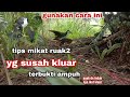 tips cara mengatasi burung ruak ruak yang susah kluar[] birt trap