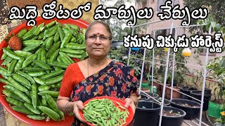 మిద్దె తోటలో కుండీలను ,పందిర్లు మార్చుకుంటూ నాటు చిక్కుడు హార్వెస్ట్