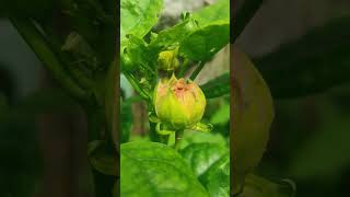 buds blooming hibiscus #blooming #rareplants #gumamela #flower #shortvideo #gumamela