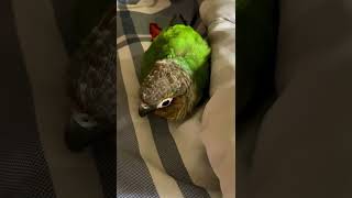 Someone’s NOT happy to see me - Green Cheek Conure ( Кузя )