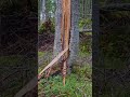 tree punished by lightning