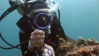 Secrets of the Blenny