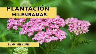 Plantación de milenramas, salvia rusa y margaritas cimarronas 🌱 Plantas medicinales 🍵 Jardinatis