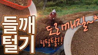 들깨수확, 들깨털기, 도리깨질 탈탈탈~! 스트레스 도리깨질로 푼다