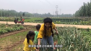 vlog丨（七）农夫妇 有点甜 农村房改造 下地干活啦！