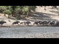 Buffalo running scared - Chitake Springs, Mana Pools Aug 2020