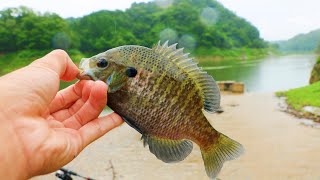 The Theory That There Is Nothing That Bluegill Can't Eat.