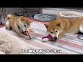 もふもふ柴犬がモフモフベッドにどっぷりハマるとこうなるw