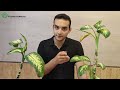 why does my dieffenbachia have small leaves learn why and how to fix it dieffenbachia