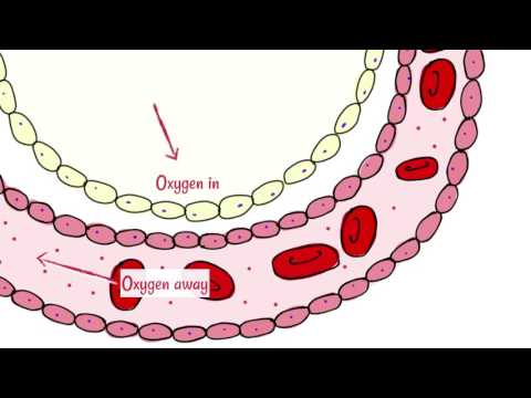 What is a gas exchange test?